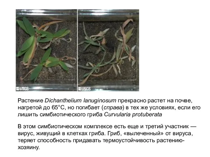 Растение Dichanthelium lanuginosum прекрасно растет на почве, нагретой до 65°C,