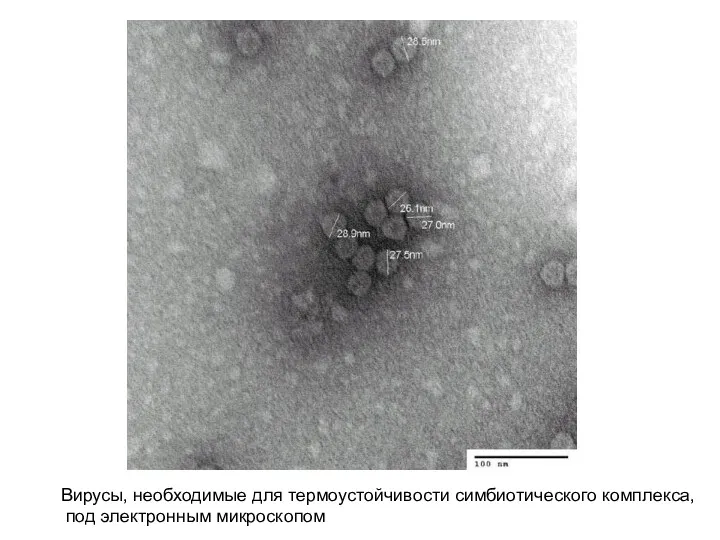 Вирусы, необходимые для термоустойчивости симбиотического комплекса, под электронным микроскопом