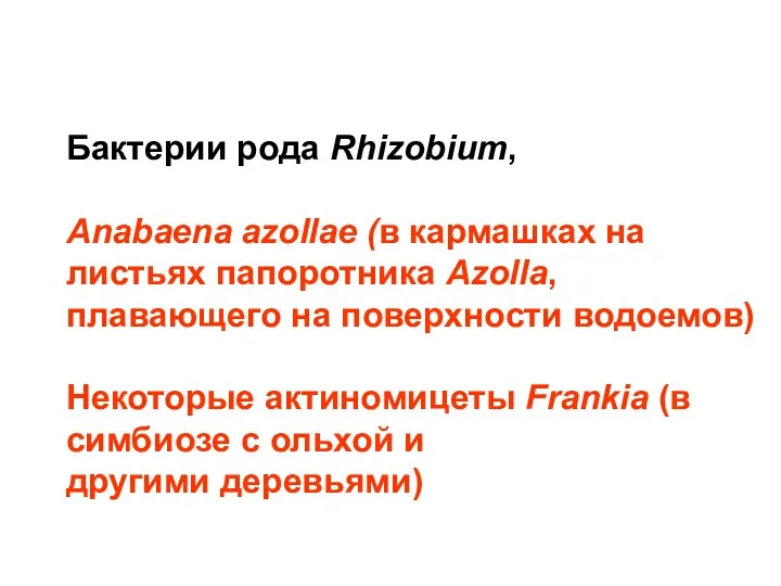 Бактерии рода Rhizobium, Anabaena azollae (в кармашках на листьях папоротника