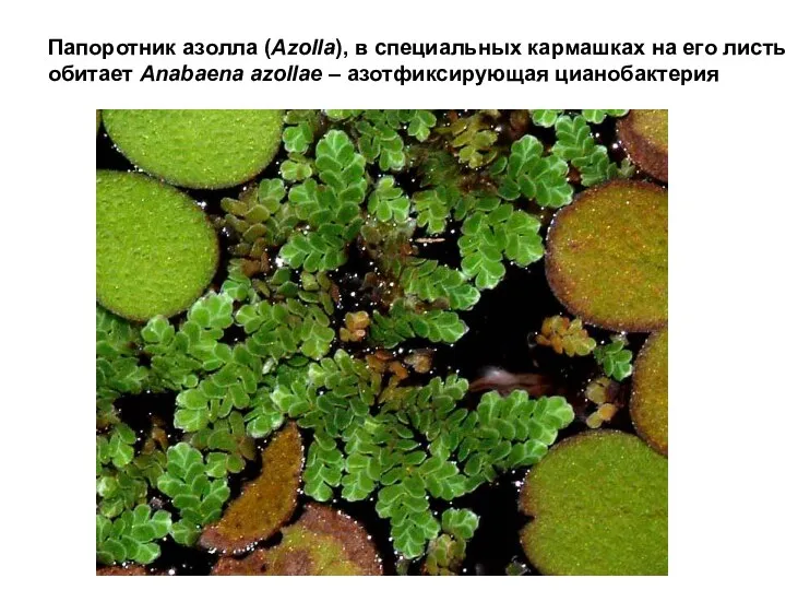 Папоротник азолла (Azolla), в специальных кармашках на его листьях, обитает Anabaena azollae – азотфиксирующая цианобактерия