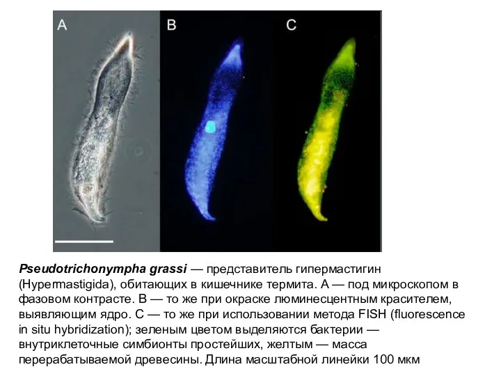 Pseudotrichonympha grassi — представитель гипермастигин (Hypermastigida), обитающих в кишечнике термита.