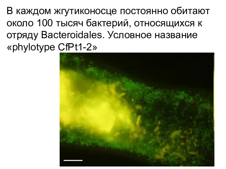 В каждом жгутиконосце постоянно обитают около 100 тысяч бактерий, относящихся