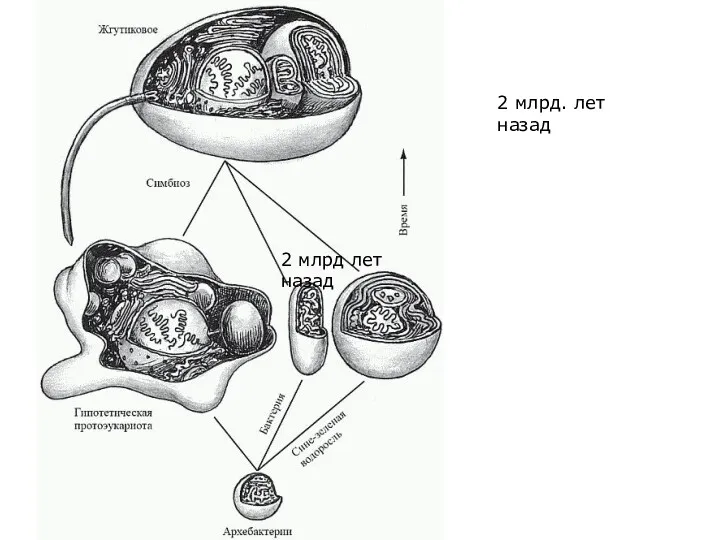2 млрд лет назад 2 млрд. лет назад