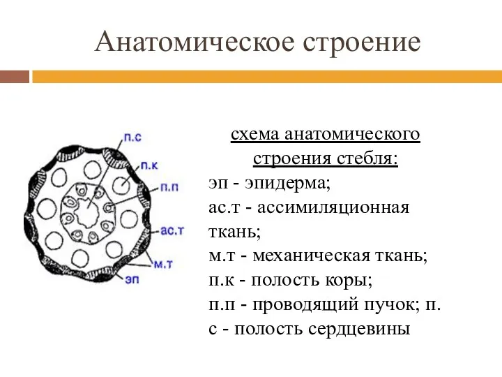 Анатомическое строение схема анатомического строения стебля: эп - эпидерма; ас.т