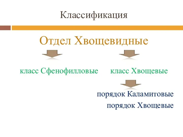 Классификация Отдел Хвощевидные класс Сфенофилловые класс Хвощевые порядок Каламитовые порядок Хвощевые