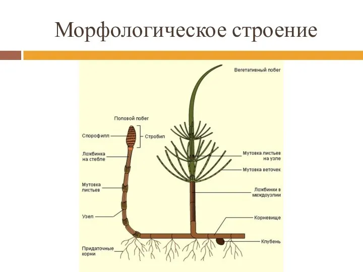 Морфологическое строение