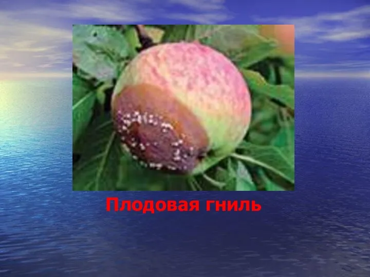 Плодовая гниль