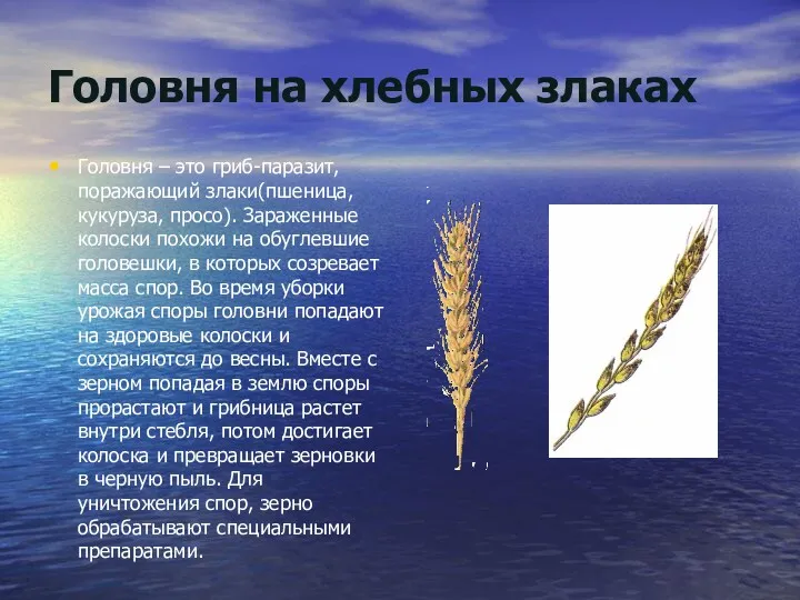 Головня на хлебных злаках Головня – это гриб-паразит, поражающий злаки(пшеница,