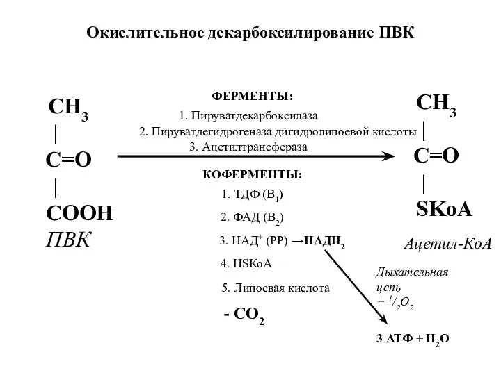 СН3 | С=О | СООН ПВК 1. Пируватдекарбоксилаза 2. Пируватдегидрогеназа