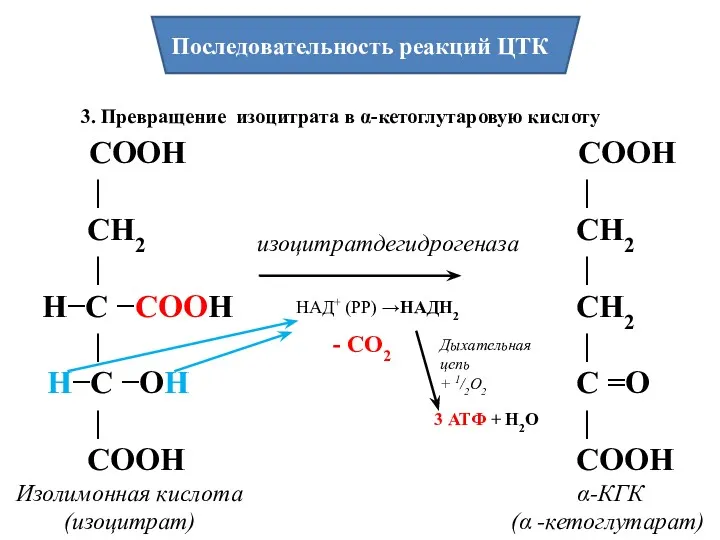 Последовательность реакций ЦТК 3. Превращение изоцитрата в α-кетоглутаровую кислоту изоцитратдегидрогеназа