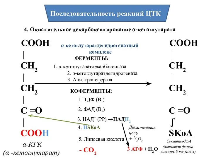 Последовательность реакций ЦТК 4. Окислительное декарбоксилирование α-кетоглутарата СООН | СН2
