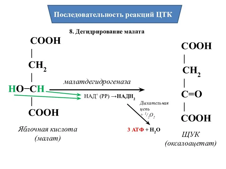 Последовательность реакций ЦТК 8. Дегидрирование малата малатдегидрогеназа Яблочная кислота (малат)