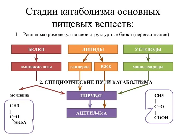 Стадии катаболизма основных пищевых веществ: Распад макромолекул на свои структурные