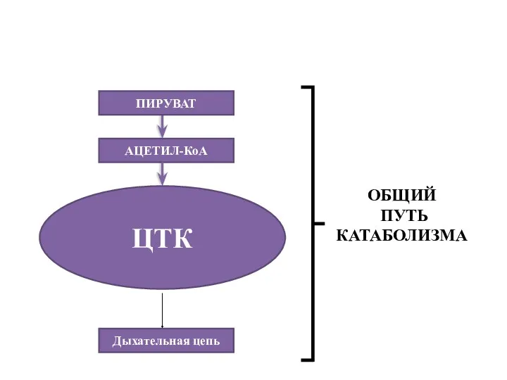 АЦЕТИЛ-КоА ПИРУВАТ ЦТК ОБЩИЙ ПУТЬ КАТАБОЛИЗМА Дыхательная цепь