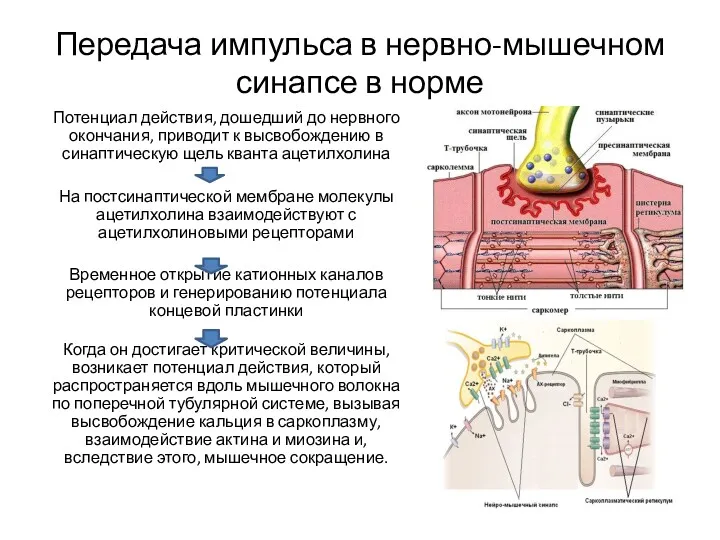 Передача импульса в нервно-мышечном синапсе в норме Потенциал действия, дошедший