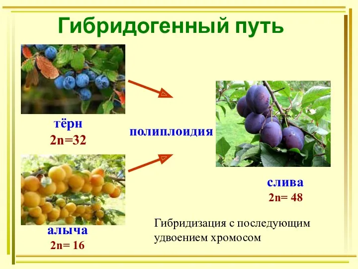 Гибридогенный путь тёрн 2n=32 алыча 2n= 16 слива 2n= 48 полиплоидия Гибридизация с последующим удвоением хромосом