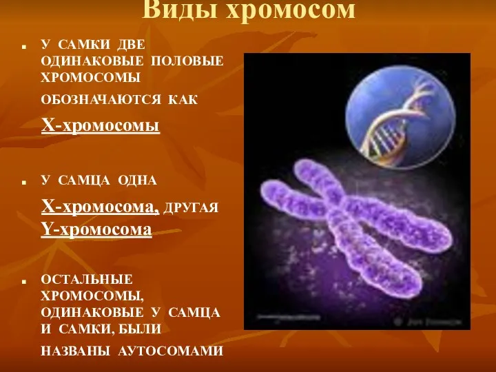 Виды хромосом У САМКИ ДВЕ ОДИНАКОВЫЕ ПОЛОВЫЕ ХРОМОСОМЫ ОБОЗНАЧАЮТСЯ КАК