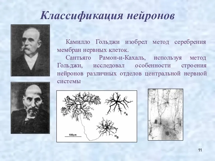 Классификация нейронов Камилло Гольджи изобрел метод серебрения мембран нервных клеток. Сантьяго Рамон-и-Кахаль, используя