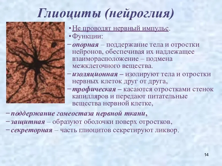 Глиоциты (нейроглия) Не проводят нервный импульс. Функции: опорная – поддержание