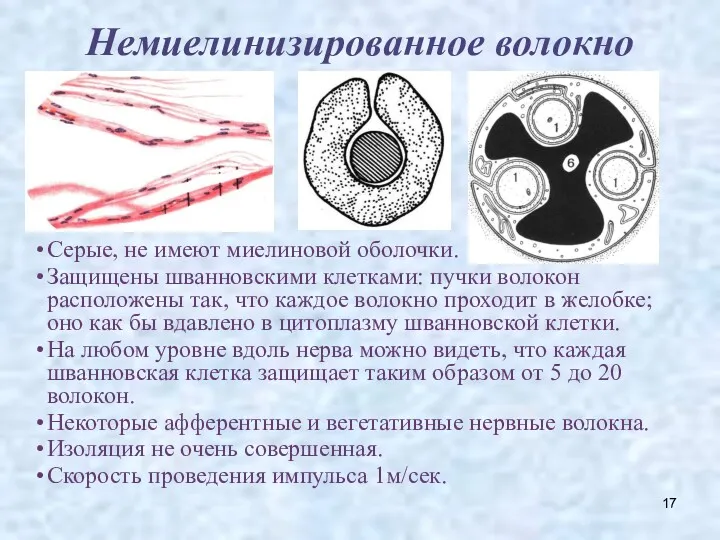 Немиелинизированное волокно Серые, не имеют миелиновой оболочки. Защищены шванновскими клетками: пучки волокон расположены