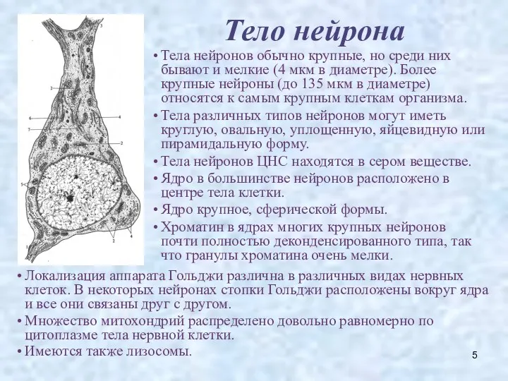 Тело нейрона Тела нейронов обычно крупные, но среди них бывают и мелкие (4