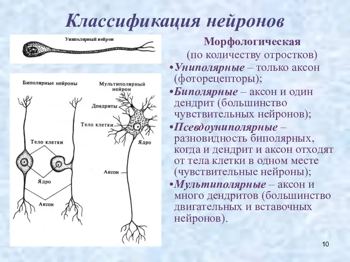 Классификация нейронов Морфологическая (по количеству отростков) Униполярные – только аксон (фоторецепторы); Биполярные –