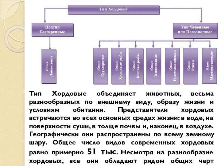 Тип Хордовые объединяет животных, весьма разнообразных по внешнему виду, образу