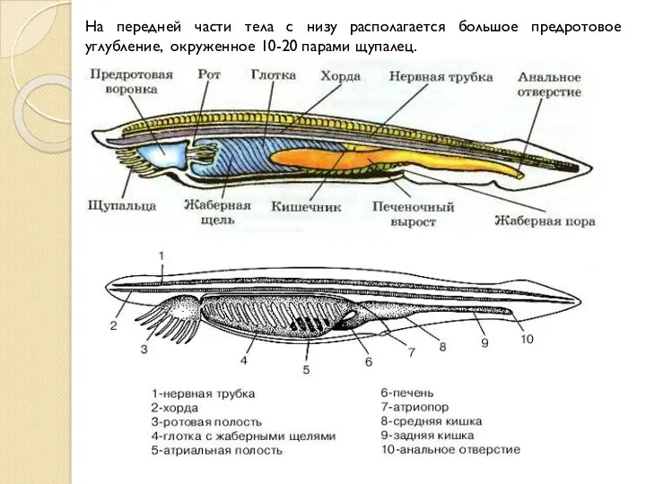 На передней части тела с низу располагается большое предротовое углубление, окруженное 10-20 парами щупалец.