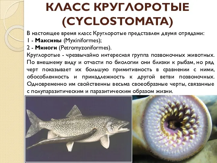 КЛАСС КРУГЛОРОТЫЕ (CYCLOSTOMATA) В настоящее время класс Круглоротые представлен двумя