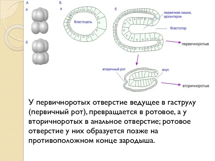 У первичноротых отверстие ведущее в гаструлу (первичный рот), превращается в