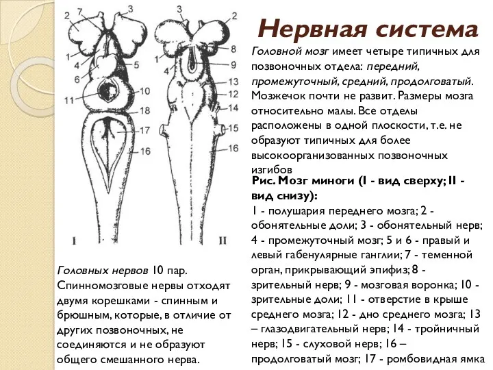 Нервная система Головной мозг имеет четыре типичных для позвоночных отдела: