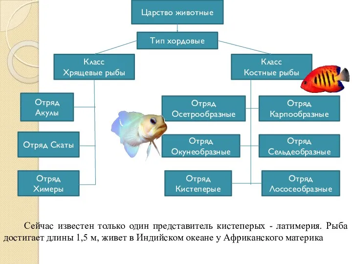 Сейчас известен только один представитель кистеперых - латимерия. Рыба достигает