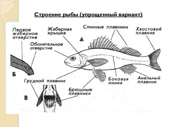 Строение рыбы (упрощенный вариант)