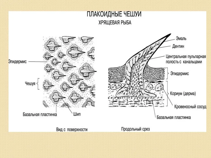 ПОКРОВЫ ТЕЛА