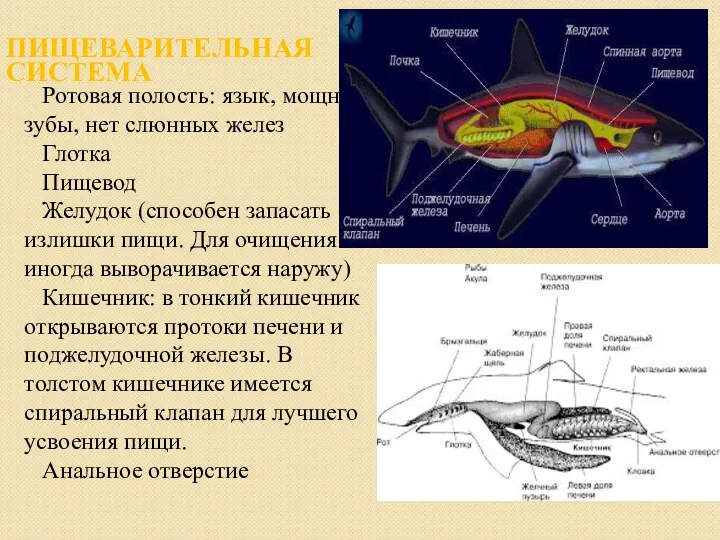 ПИЩЕВАРИТЕЛЬНАЯ СИСТЕМА Ротовая полость: язык, мощные зубы, нет слюнных желез