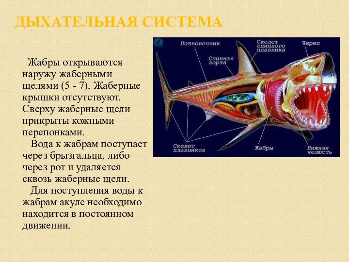 ДЫХАТЕЛЬНАЯ СИСТЕМА Жабры открываются наружу жаберными щелями (5 - 7).