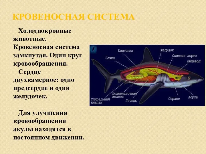 КРОВЕНОСНАЯ СИСТЕМА Холоднокровные животные. Кровеносная система замкнутая. Один круг кровообращения.