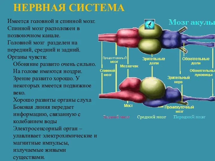 НЕРВНАЯ СИСТЕМА Имеется головной и спинной мозг. Спинной мозг расположен