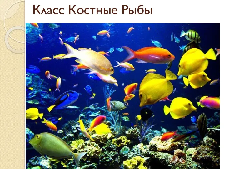 Класс Костные Рыбы