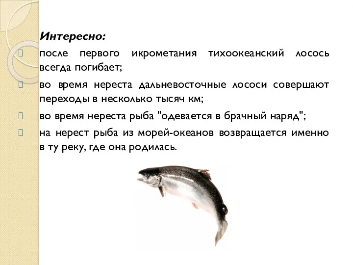 Интересно: после первого икрометания тихоокеанский лосось всегда погибает; во время