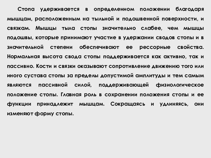 Стопа удерживается в определенном положении благодаря мышцам, расположенным на тыльной