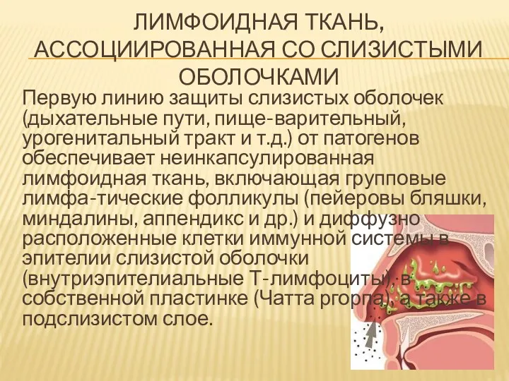 ЛИМФОИДНАЯ ТКАНЬ, АССОЦИИРОВАННАЯ СО СЛИЗИСТЫМИ ОБОЛОЧКАМИ Первую линию защиты слизистых