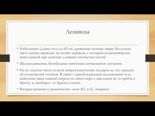 Ленивцы Небольшие (длина тела до 60 см) древесные ночные звери.