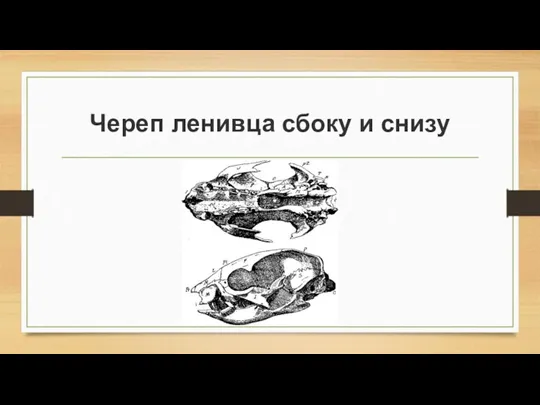 Череп ленивца сбоку и снизу