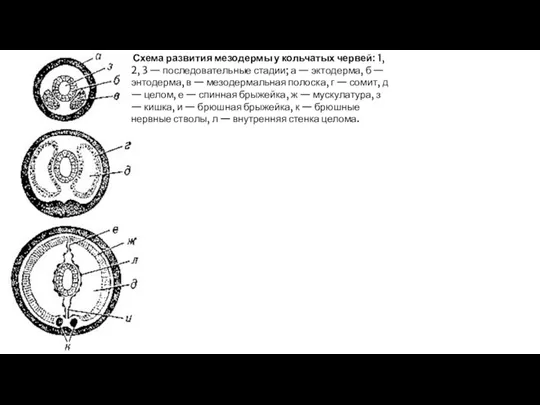 Схема развития мезодермы у кольчатых червей: 1, 2, 3 — последовательные стадии; а