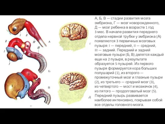 А, Б, В — стадии развития мозга эмбриона, Г — мозг новорожденного, Д