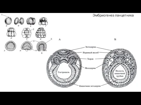Эмбриогенез ланцетника