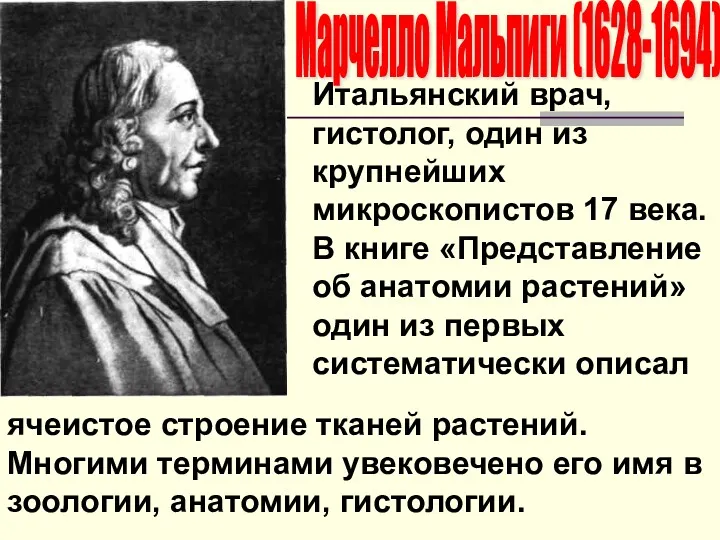 Марчелло Мальпиги (1628-1694) Итальянский врач, гистолог, один из крупнейших микроскопистов