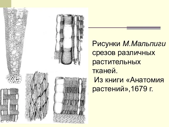 Рисунки М.Мальпиги срезов различных растительных тканей. Из книги «Анатомия растений»,1679 г.