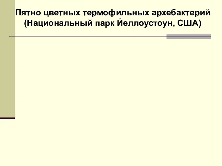 Пятно цветных термофильных архебактерий (Национальный парк Йеллоустоун, США)